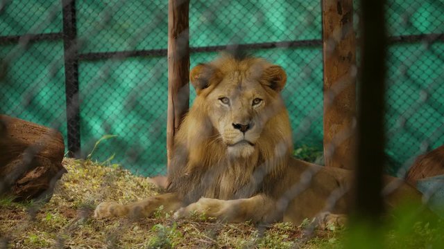 Medium closeup of an Asiatic lion sitting inside an enclosure in a zoo in India