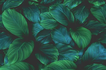Blätter von Spathiphyllum cannifolium, abstrakte grüne Textur, Naturhintergrund, tropisches Blatt © Nabodin