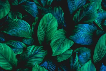 Blätter von Spathiphyllum cannifolium, abstrakte grüne Textur, Naturhintergrund, tropisches Blatt © Nabodin