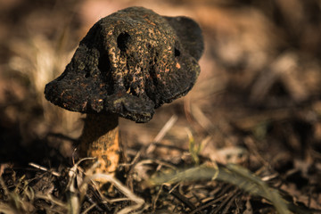 One old mushroom with dark papillary hat.