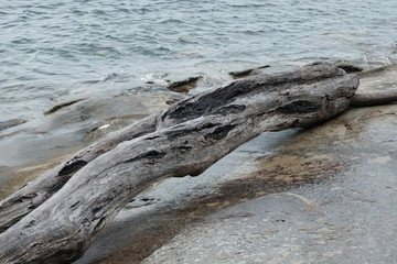Treibholz Baumstämme an der Küste