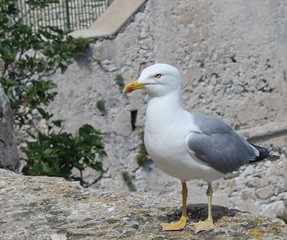 oiseau