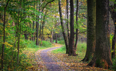 Autumn forest trail is covered with yellow leaves, the road goes into the distance.