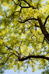Green foliage and tree crown