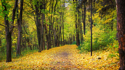 Autumn forest trail is covered with yellow leaves, the road goes into the distance.