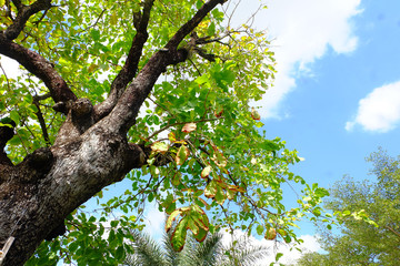 tree in spring with blue sky.