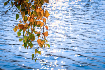 The solar path glare on the surface of the water, over which a branch with yellow-orange leaves...