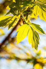 Obraz premium yellow green maple leaves on background of blue sky