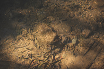 Brown bottom of the lake, silt-covered stones, branches