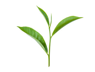 green leaves isolated on white background, fresh green tea leaves