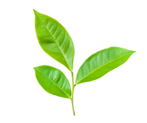 green leaves isolated on white background, fresh green tea leaves