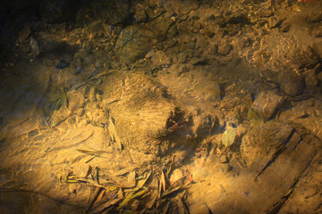 Brown bottom of the lake, silt-covered stones, branches
