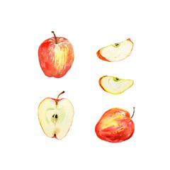 Red apple set isolated on white background. Watercolor illustration of half and slice cut and whole red apples. Harvest collection. Fruit set.