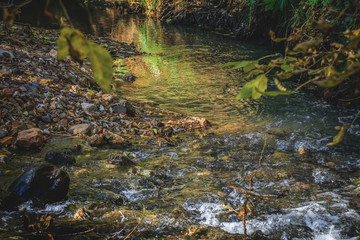 A creek flowing through the forest.