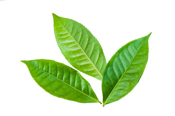 green leaves isolated on white background, fresh green tea leaves