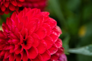 Red Dahlia Flower