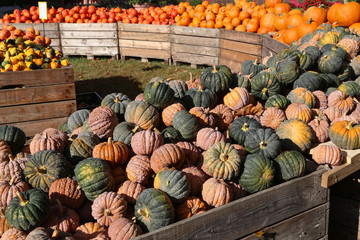 Fresh healthy bio pumpkins on farmer agricultural market at autumn