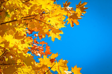 Yellowing needle-like larch leaves against a bright blue sky.