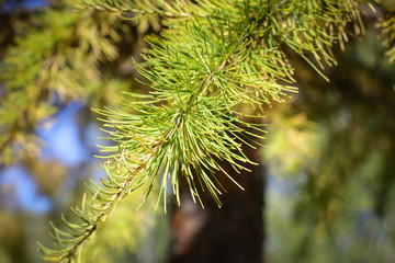 Yellowing needle-like larch leaves against a bright blue sky.