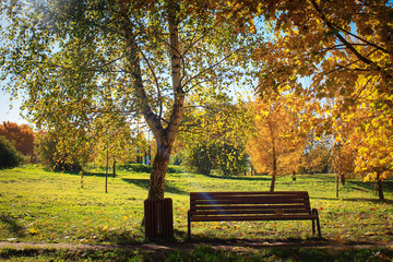Plakat Bench in the autumn forest against the backdrop of the glade lit by the bright sun.