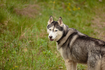 Siberian Husky for a walk in the park near the lake.