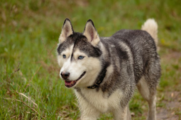 Siberian Husky for a walk in the park near the lake.