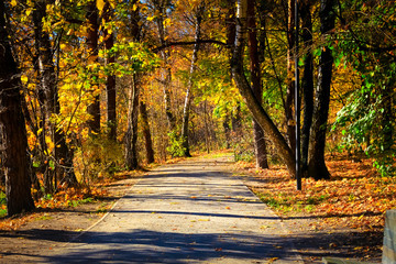 Autumn forest trail is covered with yellow leaves, the road goes into the distance.