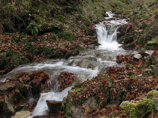 Autumn forest waterfalls