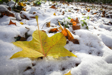 Yellow leaf on the background of the first white snow.