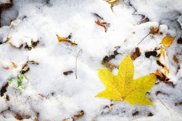Yellow leaf on the background of the first white snow.