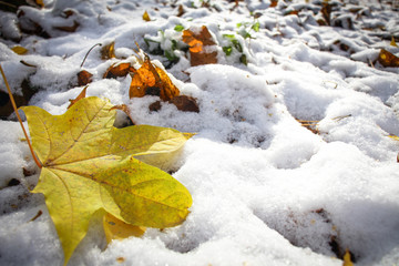 Yellow leaf on the background of the first white snow.