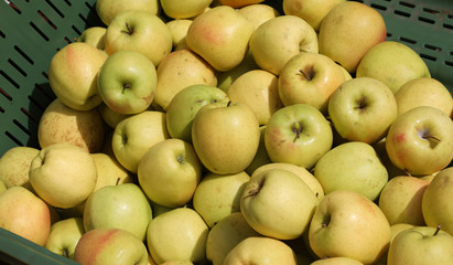 many yellow ripe apples for sale