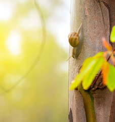 snail on a tree trunk