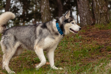 Naklejka na ściany i meble Siberian Husky for a walk in the park near the lake.