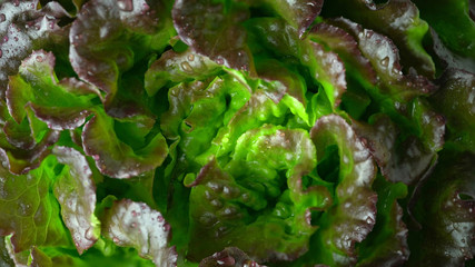 Lettuce green, red, bronze fresh crispy leaf salad sprayed washed from top. Batavia, French or Oak Leaf Lettuce cabbage from above close up.