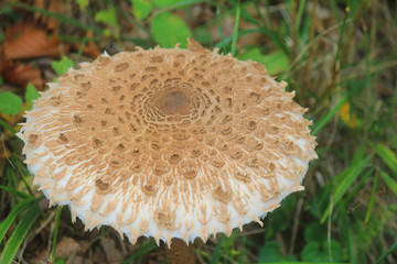 edible mushroom in the grass of the forest