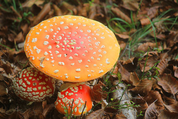 mushorooms not edible near leaves in the forest