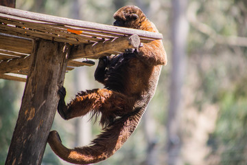 monkey 