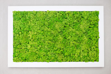 Green moss on the wall in the form of a picture. Beautiful white frame for a picture. Ecology.