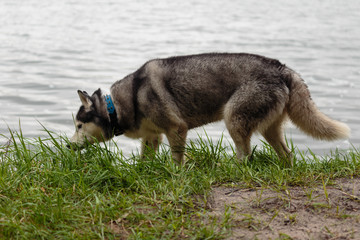 Siberian Husky for a walk in the park near the lake.