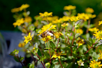 a bee on yellow flower