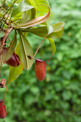 Tropical pitcher plant latin name Nepenthes ampullaria a carnivorous plant that traps insects and...