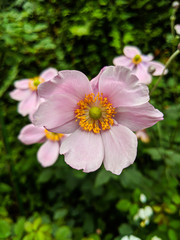 Obraz na płótnie Canvas Close up shot of Japanese Anemone flowers