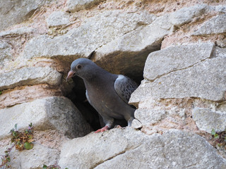 domestic pigeon animal