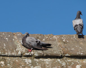 domestic pigeon animal