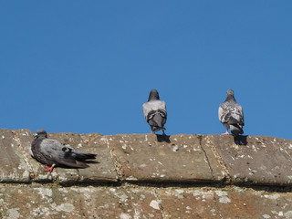 domestic pigeon animal