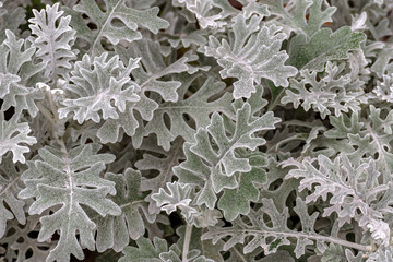 Background of silver leaves.
