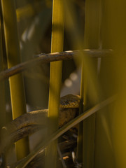 snake camouglafed in the grass