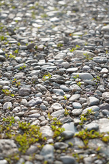 Gray stones lieing on the ground and little wild grass growing between them