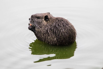 Coypu eating carrots in the water at the pond shore